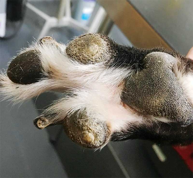 Pad corns A pain for both dog and veterinarian Veterinary Practice