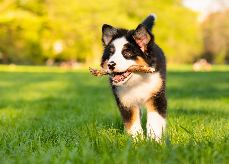 Happy Aussie dog with stick runs on meadow with green grass in summer or spring. Beautiful Australian shepherd puppy 3 months old running towards camera. Cute dog enjoy playing at park outdoors.