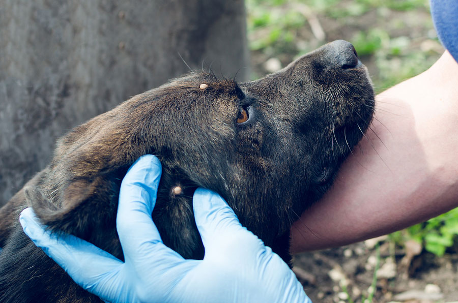 Picture of CVMA launches 2019 tick campaign - Veterinary Practice News Canada