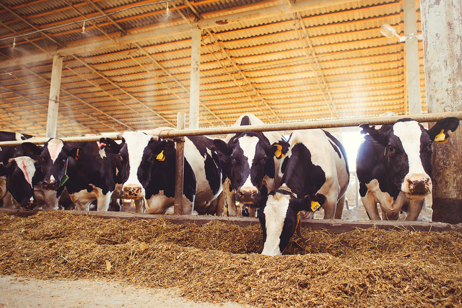 cow farm concept of agriculture, agriculture and livestock - a herd of cows who use hay in a barn on a dairy farm.