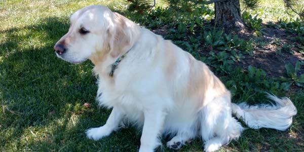 Neutering giant on sale breed dogs