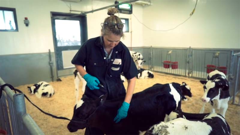 Veterinary Rvt October marks National RVT Month - Veterinary Practice News Canada