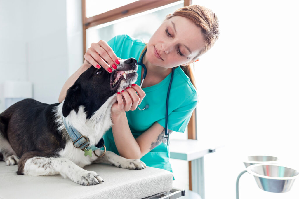Veterinary professionals looking to refine their dental skills can sign up for an upcoming live virtual continuing education (CE) event. Photo ©BigStockPhoto.com