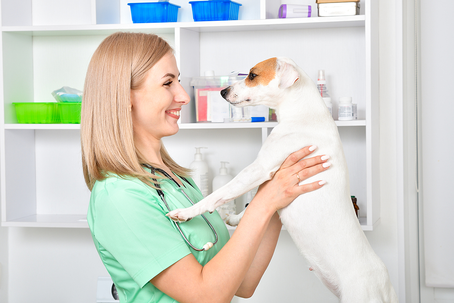 Veterinary professionals who have gone the extra mile to advance the care of companion animals are set to be recognized by the World Small Animal Veterinary Association (WSAVA). Photo ©BigStockPhoto.com 
