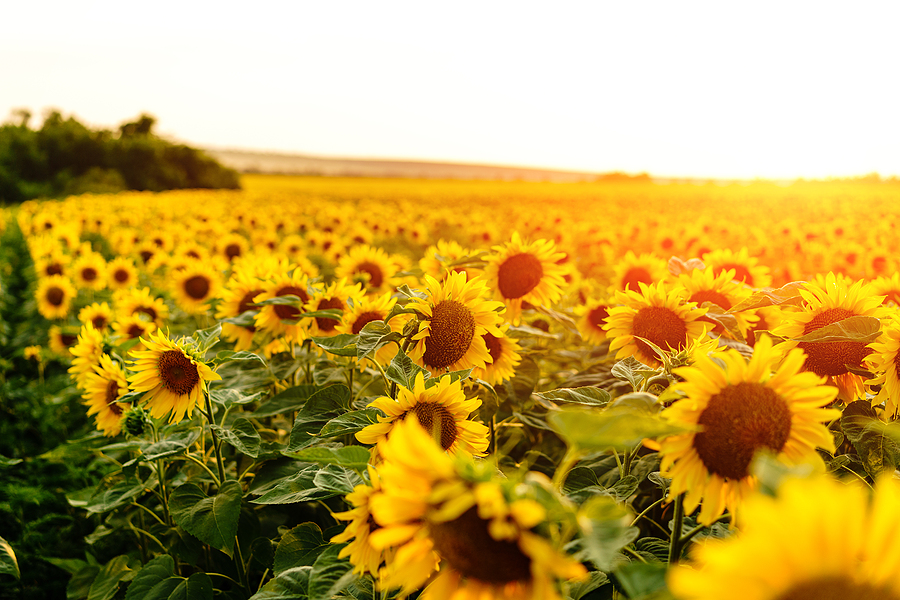 The suicide of an Ottawa-based equine veterinarian has brought concerns surrounding veterinary stress, burnout, and mental health into mainstream Canadian media.