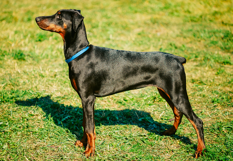 Doberman pinschers may soon benefit from the early detection of a serious and sometimes fatal progressive inflammatory disease of the liver, thanks to a new study funded by the Morris Animal Foundation.