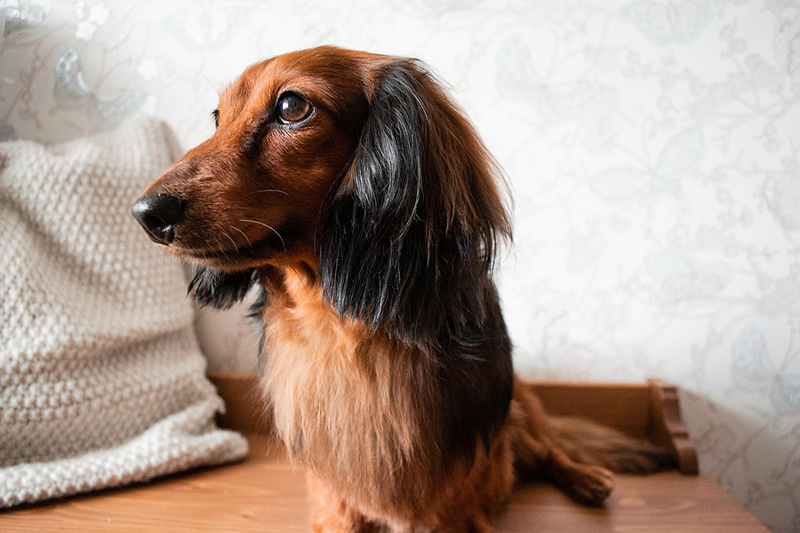 A 12-year-old miniature long-haired Dachshund named Oliver has helped push pet insurance provider Trupanion past the $2-billion threshold in veterinary invoices processed.