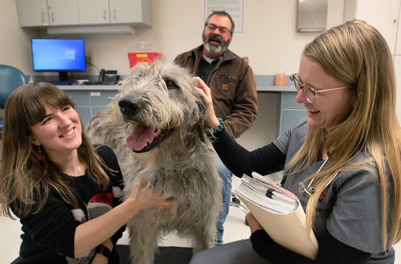 Veterinary researchers at Washington State University (WSU), with support from the Scottish Deerhound Club of America, have developed a genetic test to help in predicting delayed postoperative hemorrhage (DEPOH), an excessive bleeding condition primarily observed in sighthounds.