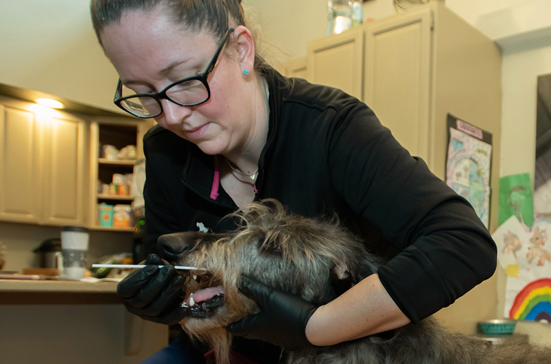 Veterinary researchers at Washington State University (WSU), with support from the Scottish Deerhound Club of America, have developed a genetic test to help in predicting delayed postoperative hemorrhage (DEPOH), an excessive bleeding condition primarily observed in sighthounds.