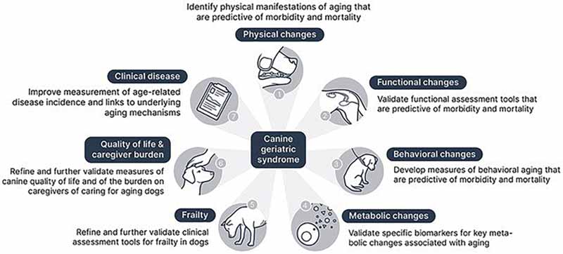 Figure 1: Next steps for developing the components of canine geriatric syndrome. (McKenzie at al, 2022)