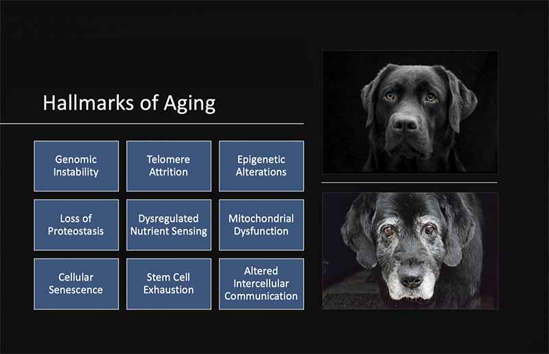 Figure 2: Hallmarks of aging (based on Lopez-Ótin, 2013)