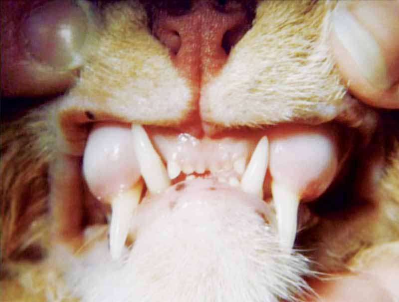 One in six cats often have asymptomatic heart disease. Eighty-six per cent of cats have radiographic changes only found during an anesthetic procedure.