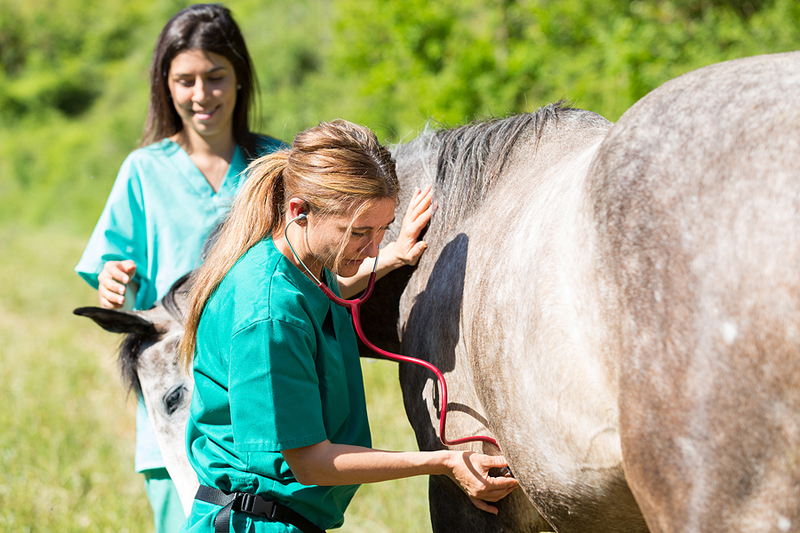 Equine veterinary students are encouraged to saddle up and gallop toward two scholarship opportunities from the Foundation for the Horse.