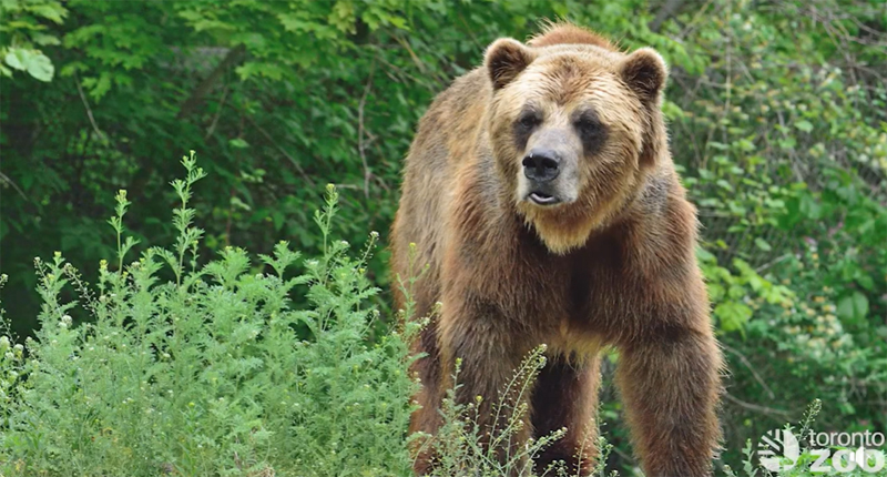 On Apr. 10, Samson the grizzly bear passed away at the Toronto Zoo’s Canadian Domain habitat. He was 25 years old.
