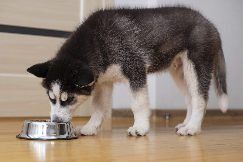 To investigate the association between ‘pulse’ ingredients typically used in grain-free dog foods (i.e. lentils, beans, peas) and instances of canine dilated cardiomyopathy (DCM), U of G researchers conducted a randomized, controlled trial of 28 Siberian huskies.