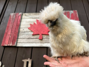 Petunia