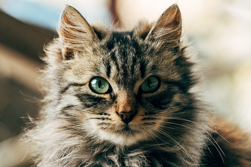 Purebred cats are more likely to develop diseases in most disease categories as compared to domestic cross breeds, Morris Animal Foundation-funded research shows.