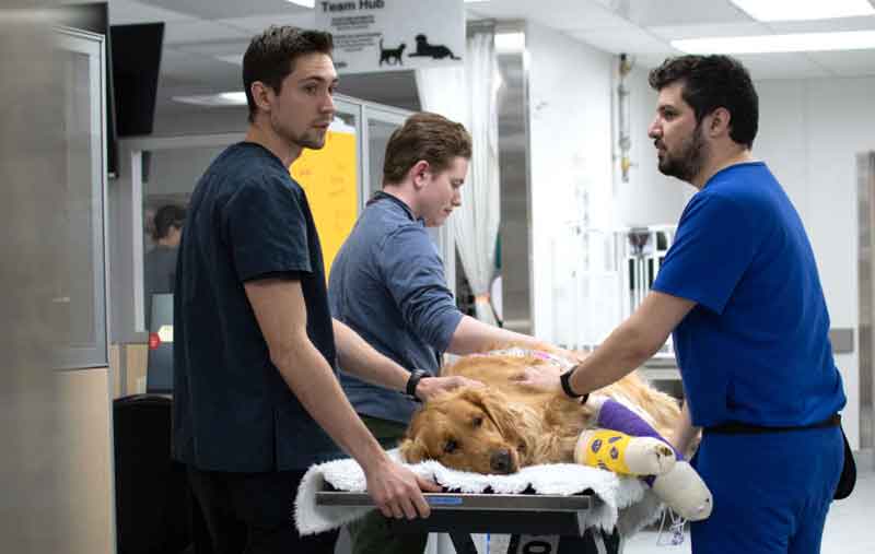 A golden retriever named Bruin receives care at the Ontario Veterinary College Health Sciences Centre. Photo courtesy OVC