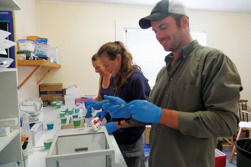 Since 2007, Dr. McLoughlin and a team of collaborators and students have been naming and keeping track of the life histories and movements of every horse that lives on Sable Island.