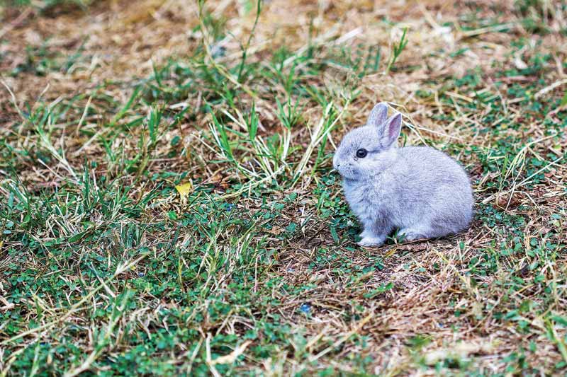 The baby-faced Netherland dwarf may be the smallest breed of domestic rabbit, but it can be surprisingly grouchy and fierce. It is the result of crossing a domestic breed with the wild phenotype of the European rabbit.