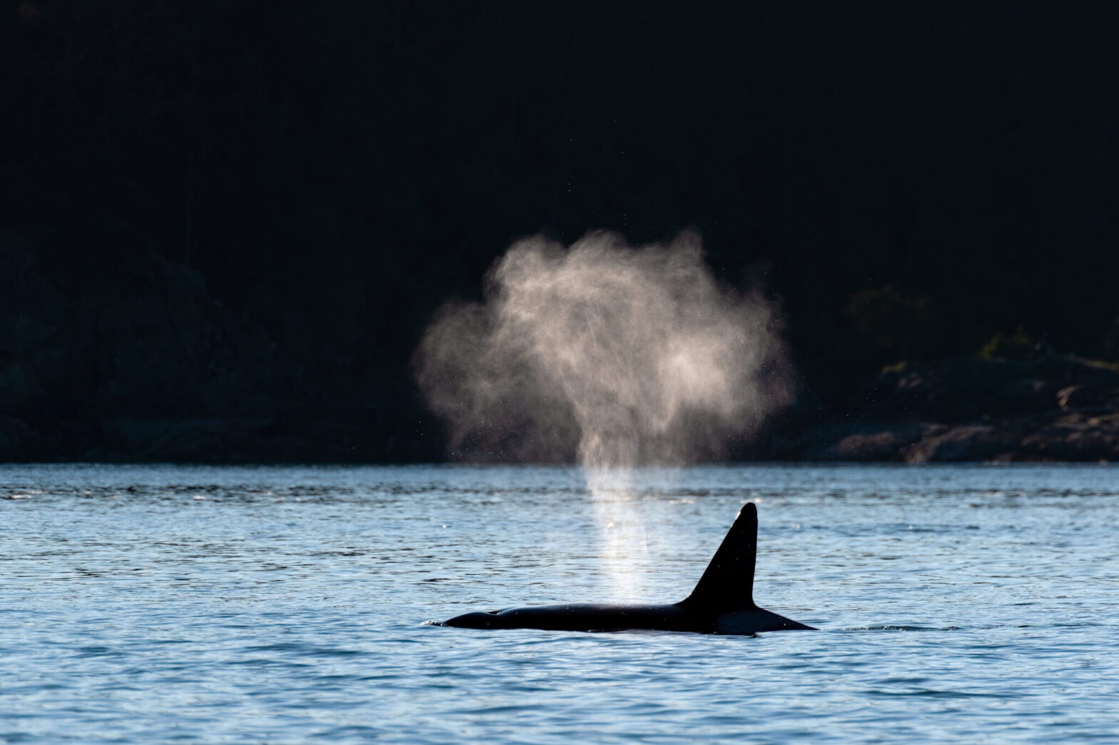 Transient orca whale with big blow hole and mist, Swanson Channel, Vancouver Island, British Columbia, Canada