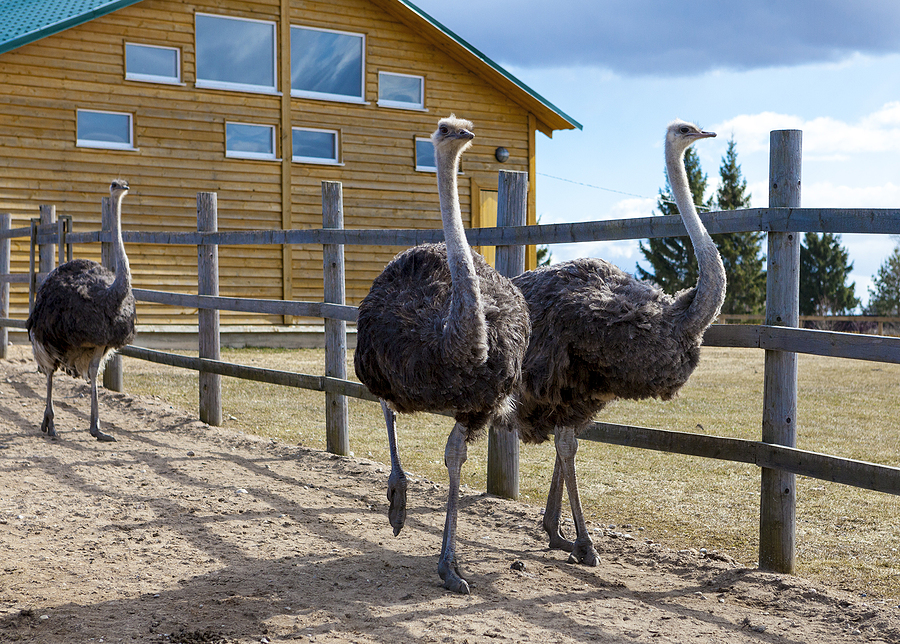 Ostriches in the paddock of a farm.