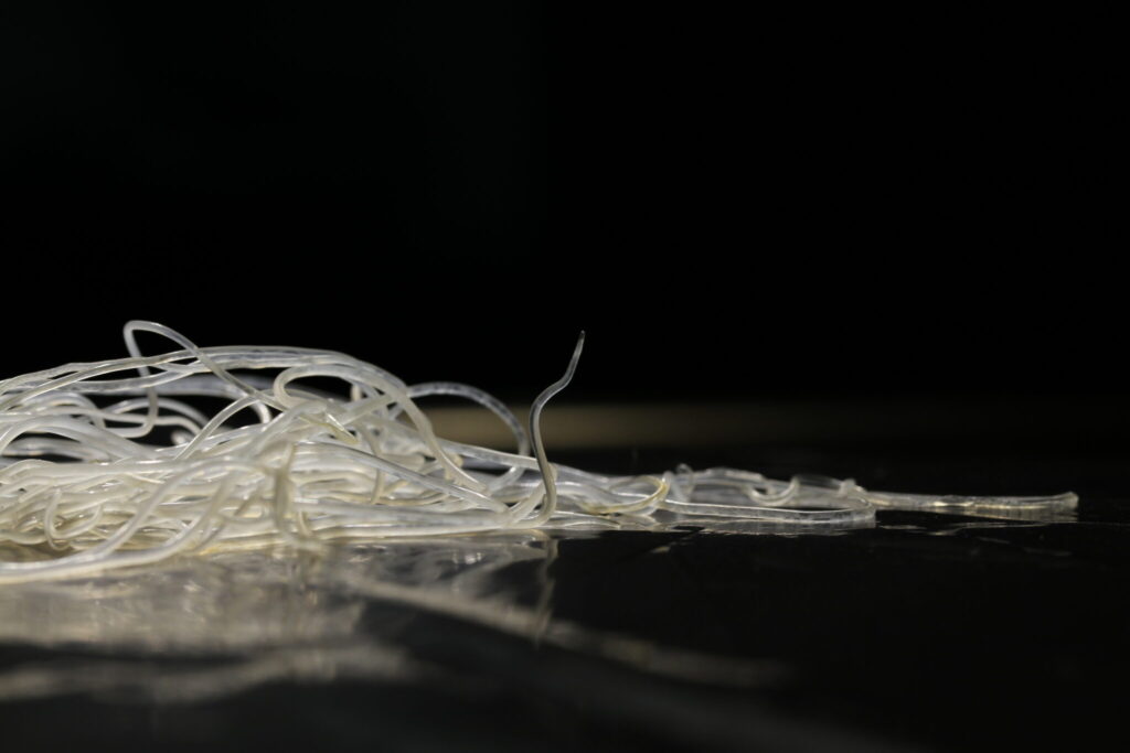 Close-up of heartworm