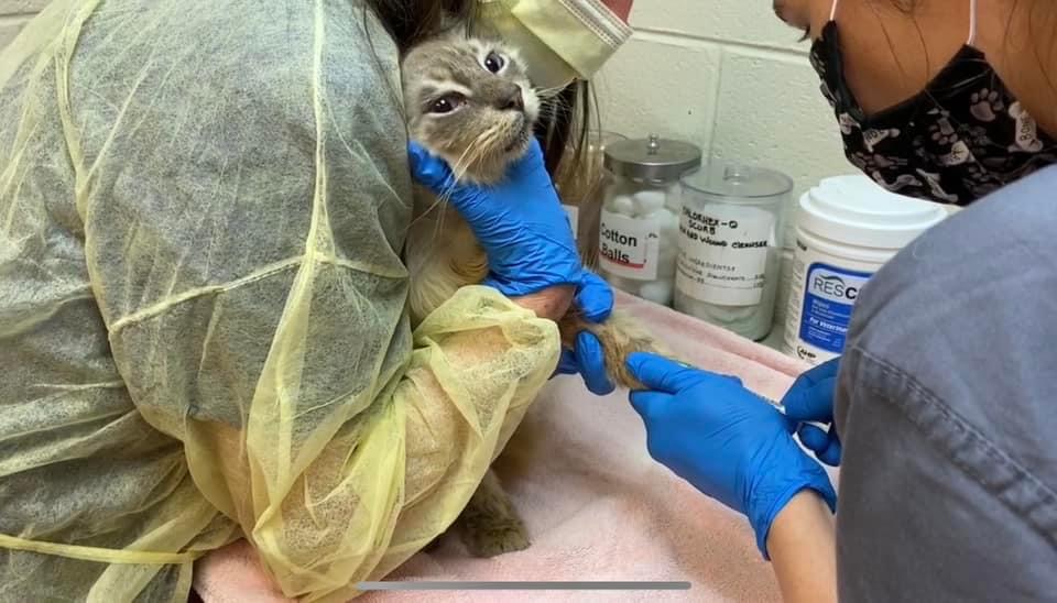 A cat is being held in a vet's office for bloodwork.