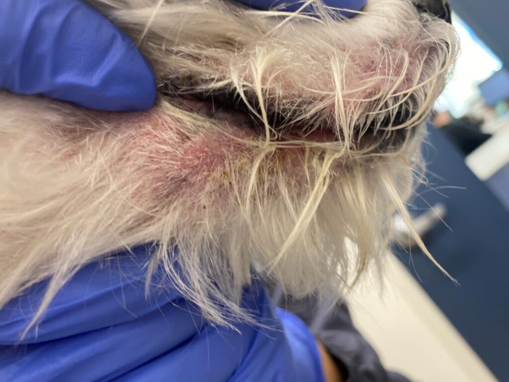 A surgical gloved human hand holds a dogs chin displaying allergies around the mouth.