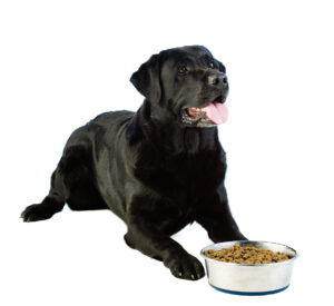 A lying Labrador dog waiting for permission to eat with a white background.