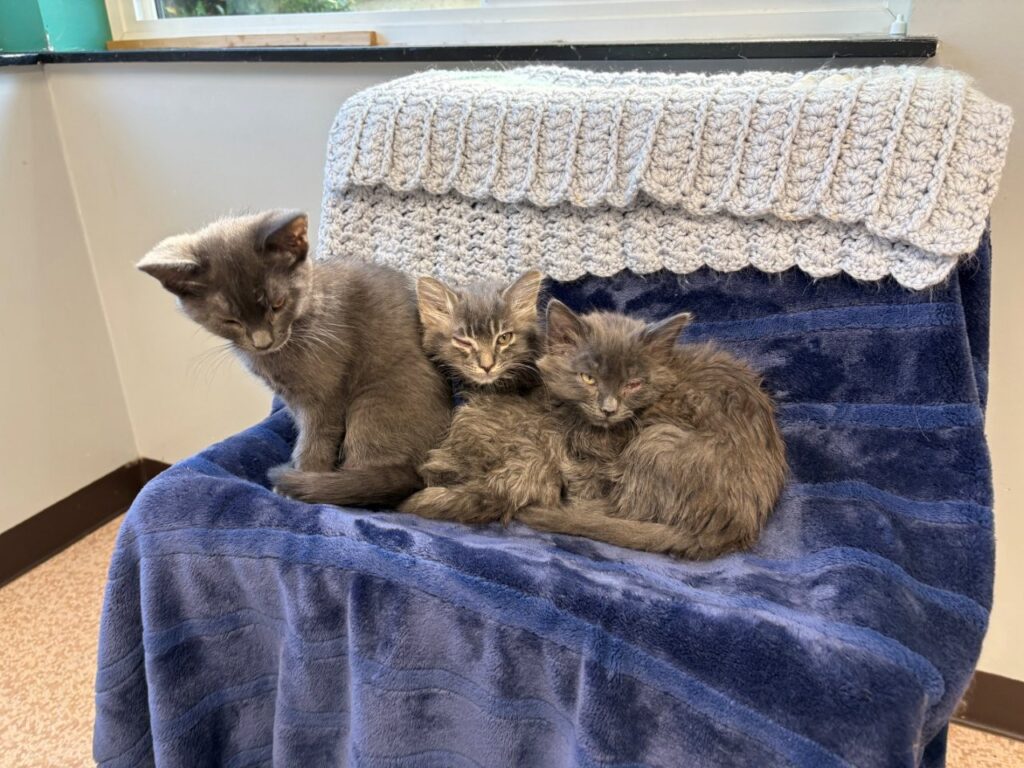 Three kittens cuddle on a blanket