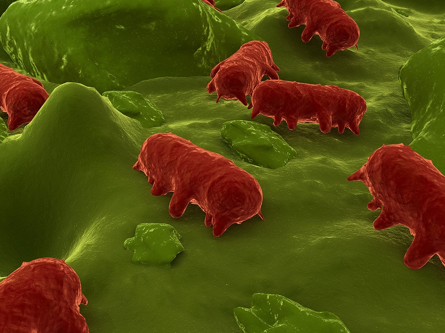 3d rendered close up of some salmonella bacteria