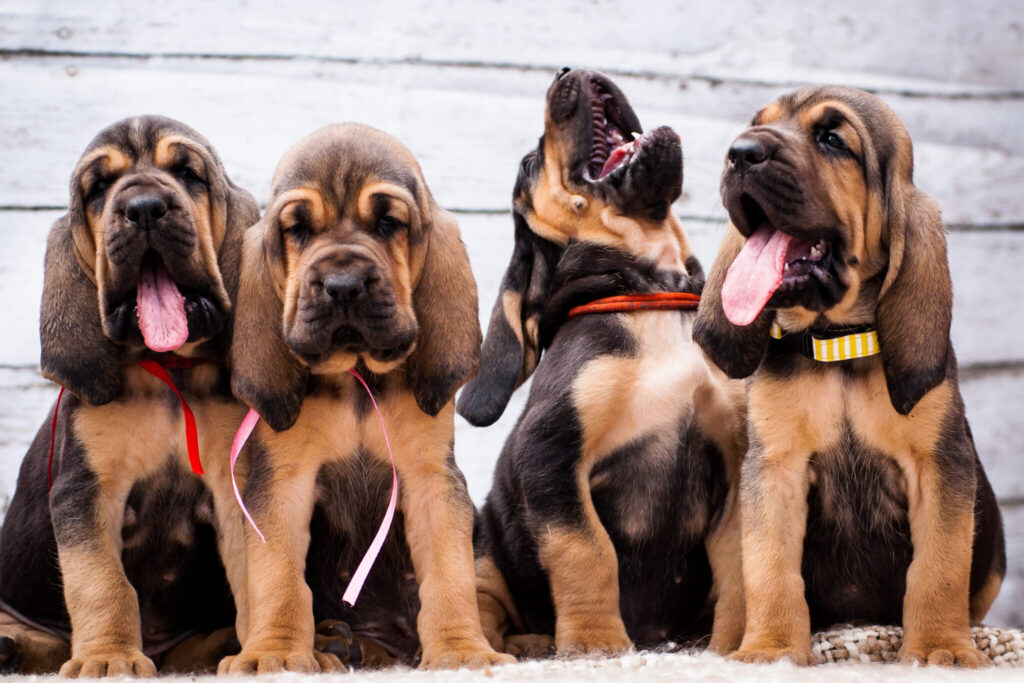 Four Bloodhound puppies