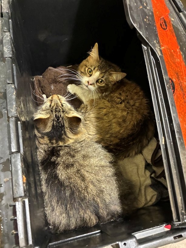 Cats in plastic container