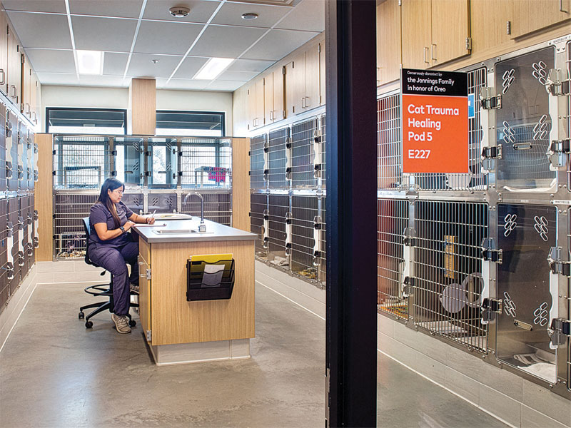 Woman sits at desk surrounded by cat cages.