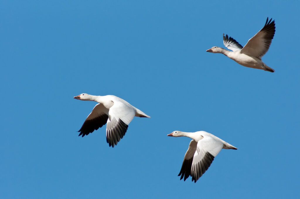 Three Snow Geese in flight isolated against a blue sky.