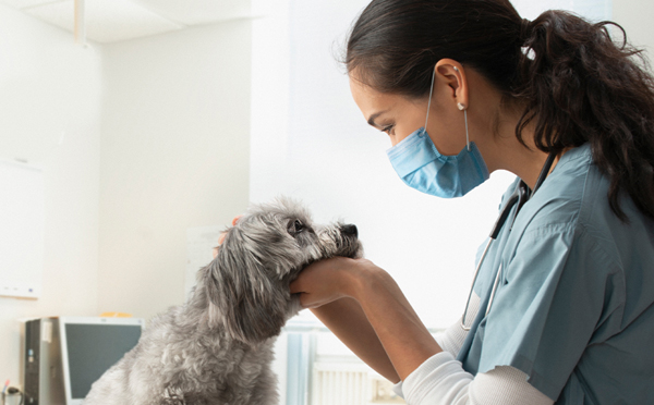 Veterinary professional wearing a face mask gently examining a small gray dog in a clinical exam room, with the dog looking up at the veterinarian during a checkup.