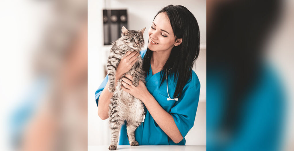 Young veterinarian woman in vet clinic inspect nice cute cat.