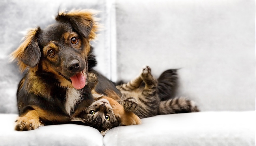 puppy and kitten playing on a couch