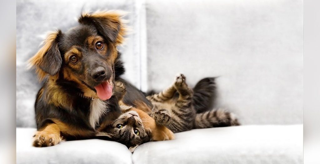 puppy and kitten playing on a couch