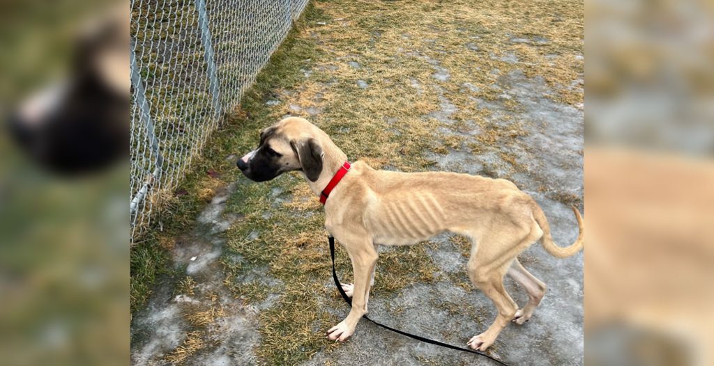 Extremely skinny dog that was rescued.