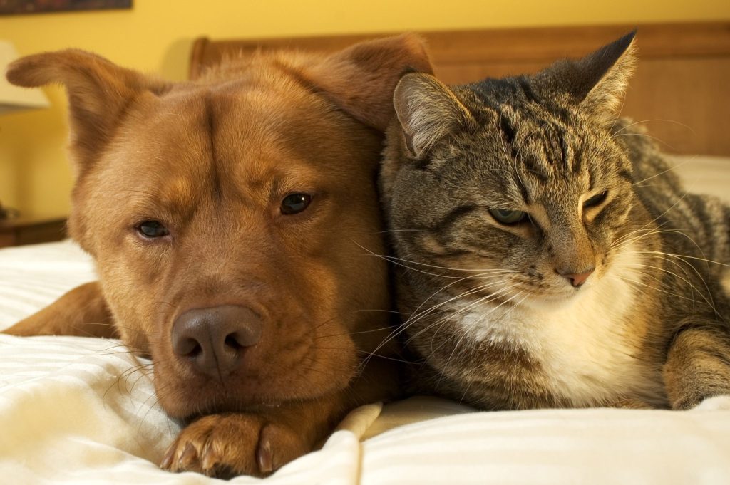 Dog and Cat Relaxing