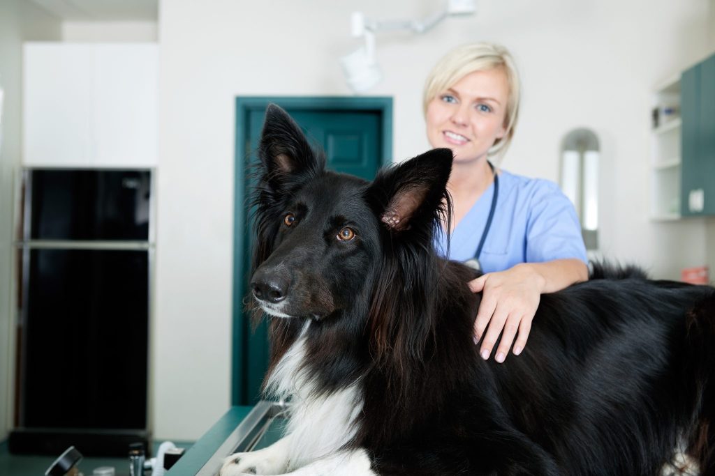 Portrait of female vet and dog