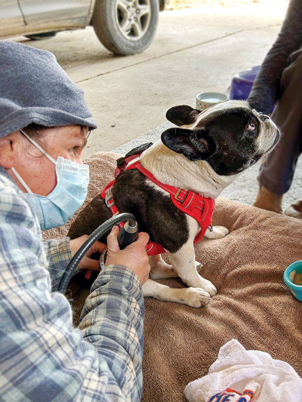 Veterinarian treating a French bulldog, with ESWT in her work as a mobile practitioner.