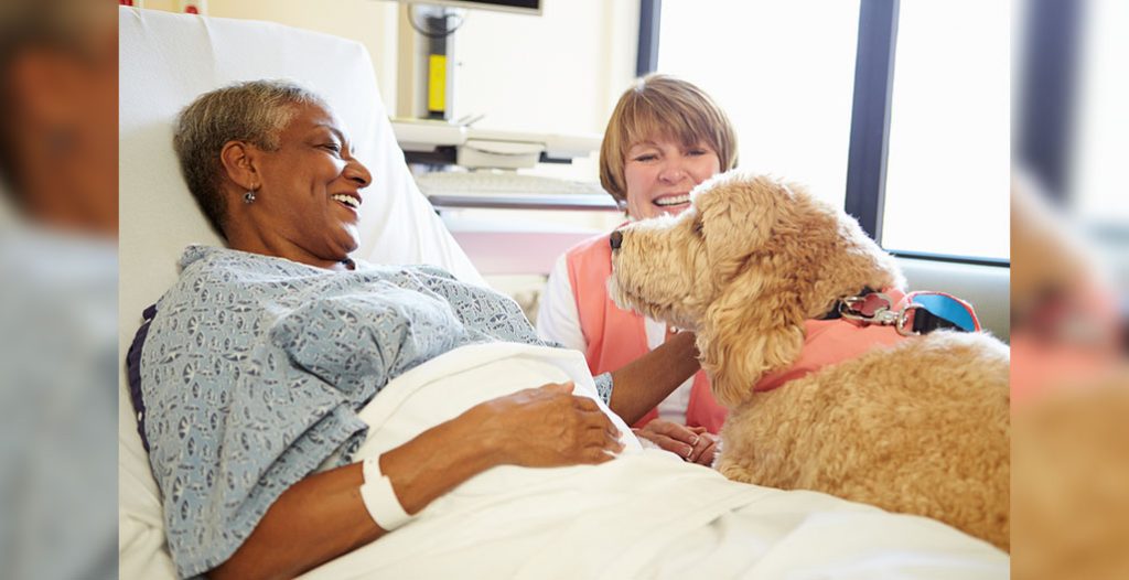 Pet Therapy Dog Visiting Senior Female Patient In Hospital