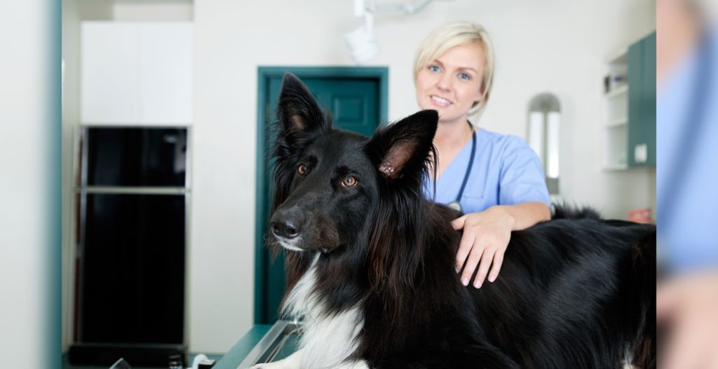 Portrait of female vet and dog