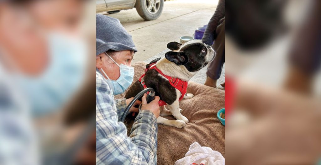 Veterinarian treating a French bulldog, with Extracorporeal shockwave therapy in her work as a mobile practitioner.
