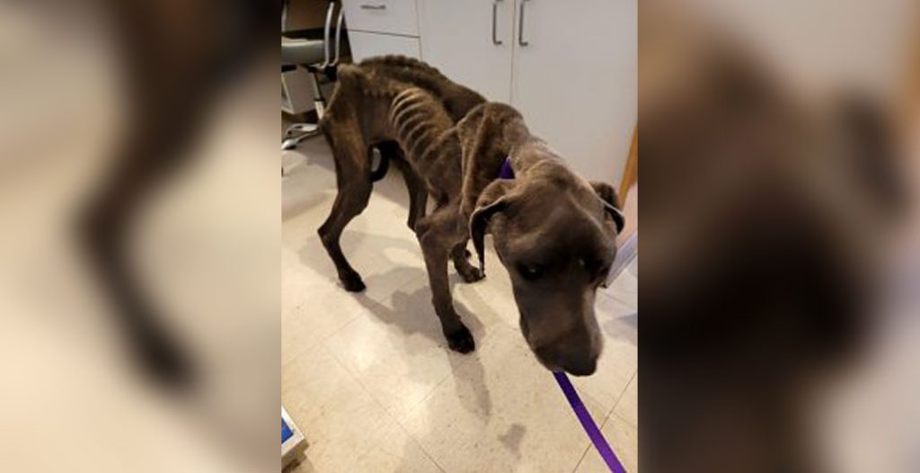 Extremely skinny dog that was rescued.