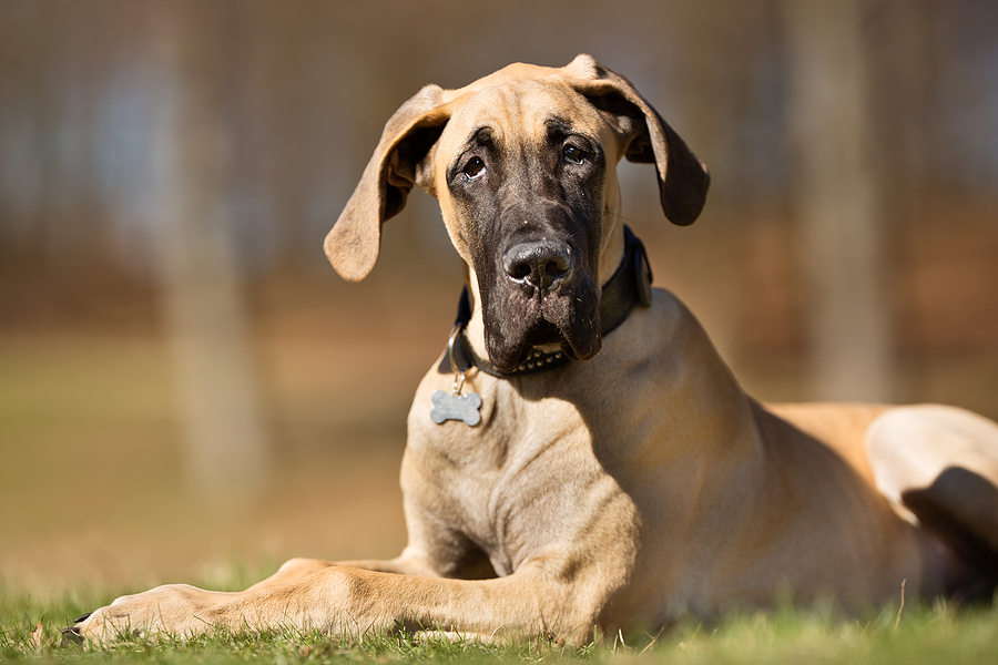 A purebred Great Dane dog without leash outdoors in the nature on a sunny day.