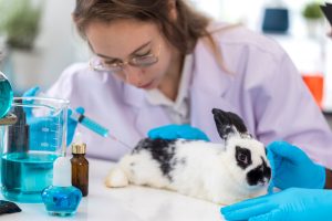 Scientist does research on a rabbit.